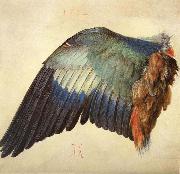 Albrecht Durer Wing of a Blue Roller oil painting